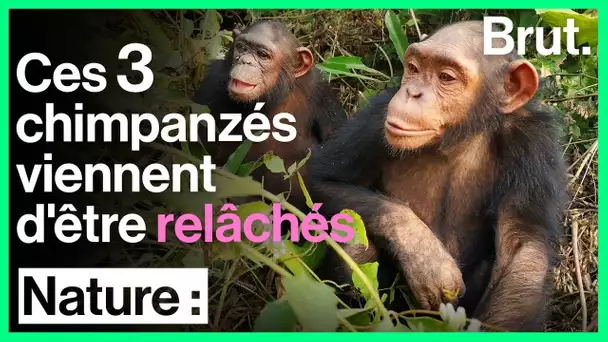 Des chimpanzés sauvés en République Démocratique du Congo