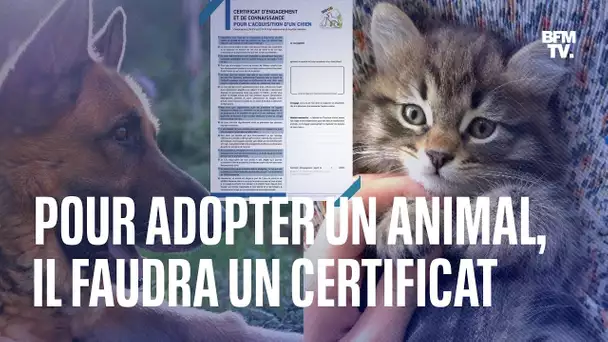 Adoption d'un animal: voici en quoi consiste le "certificat d'engagement" désormais obligatoire