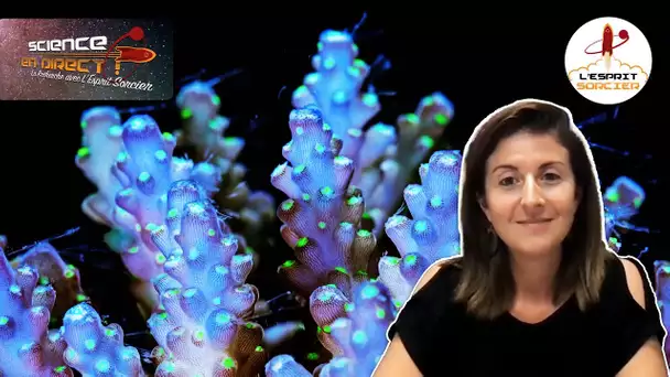 La mort du corail | Emilie Boissin - Science En Direct 2021