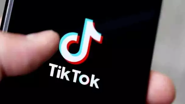 TikTok : Un écureuil rouge devient la nouvelle star du réseau social !