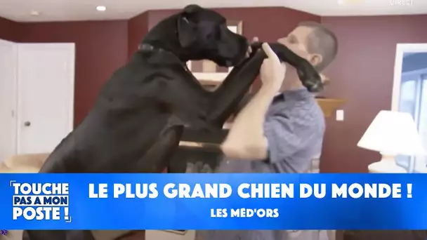 Les Méd'ors : le plus grand chien du monde !