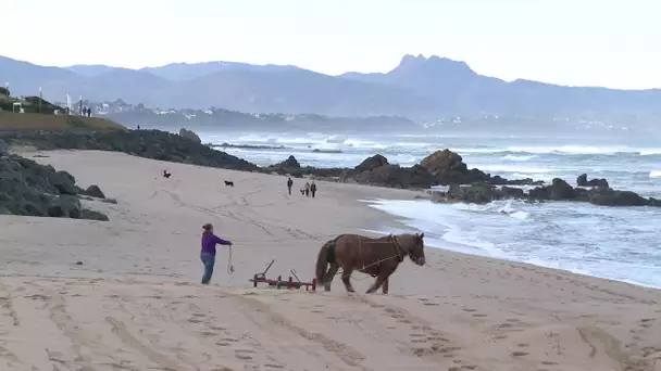 Biarritz : un cheval de trait pour nettoyer les plages de façon écologique