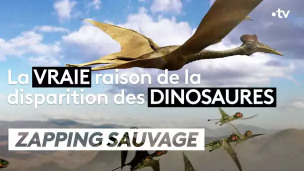 Comment les dinosaures ont (vraiment) disparu - ZAPPING SAUVAGE