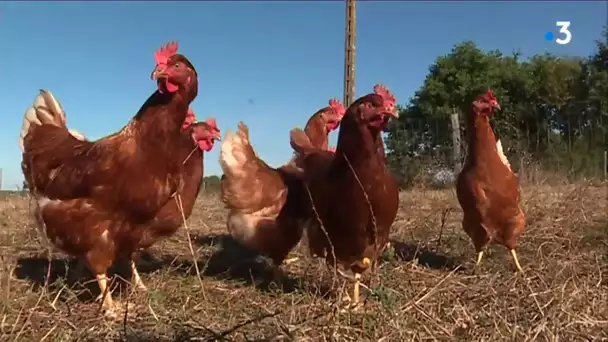 DOSSIER. Agriculture : améliorer les conditions de vie des animaux d'élévage