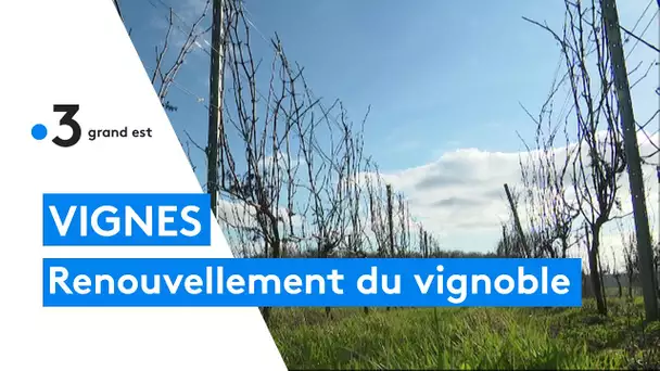 Le renouvellement du vignoble