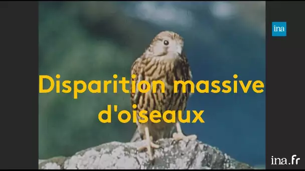 Menace d'extinction des oiseaux, dèjà en 1970 | Franceinfo INA