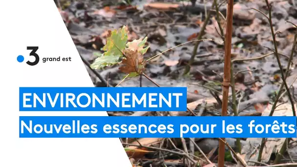 Environnement : de nouvelles essences pour les forêts