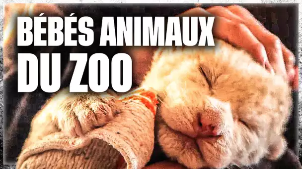 Naissances extraordinaires au zoo