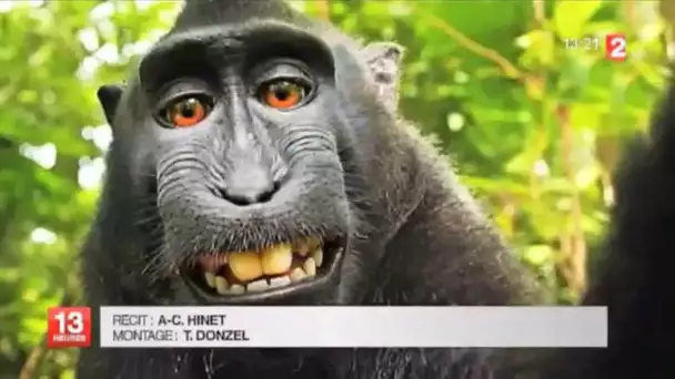Selfie de macaque