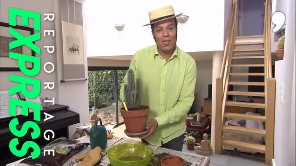 Les cactus