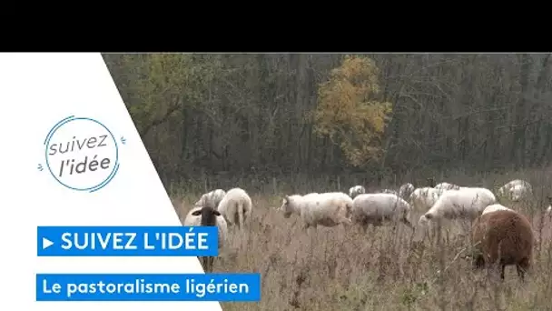 Suivez l'idée : le pastoralisme ligérien, une solution bénéfique pour les espaces naturels