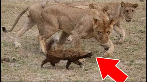 VOICI L’ANIMAL QUE MÊME LES LIONS CRAIGNENT !