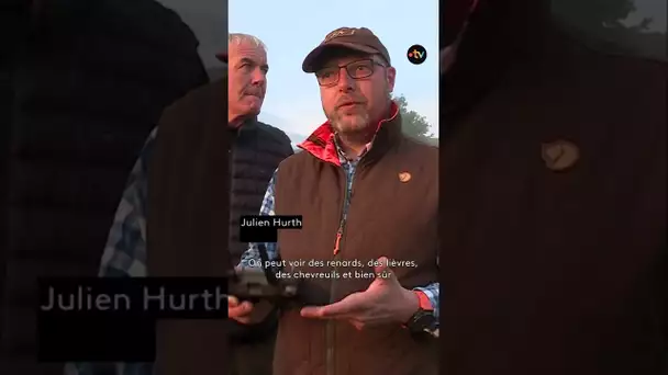 Des faons sauvés par les chasseurs