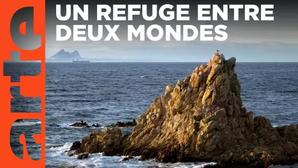 Gibraltar, un refuge aux portes de la Méditerranée | Les détroits (1/4) | ARTE Family