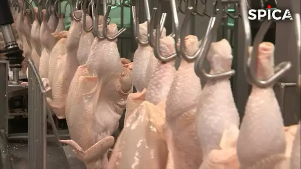 ARNAQUE, Le poulet qu'on ose vous vendre