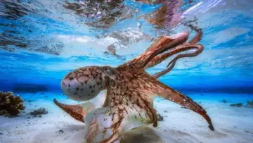 Une époustouflante photo sous-marine
