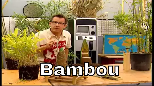 Comment le bambou pousse-t-il ? - C'est Pas Sorcier