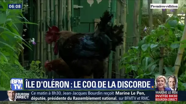 Accusé de trop chanter, le coq Maurice de Saint-Pierre d&#039;Oléron sera jugé début juillet