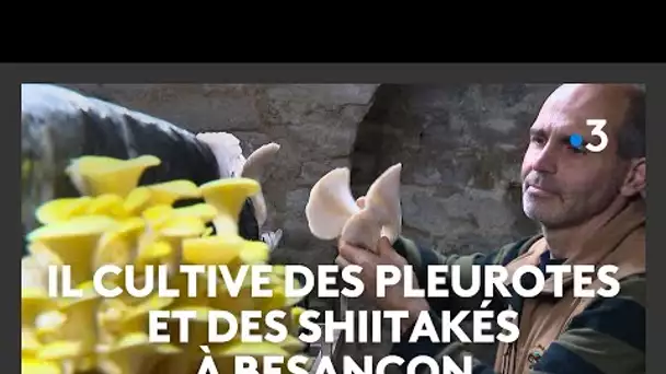 Ancien couvreur, Laurent cultive maintenant des champignons au centre-ville de Besançon