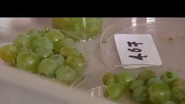 Amboise : La vigne du futur au Vinopôle