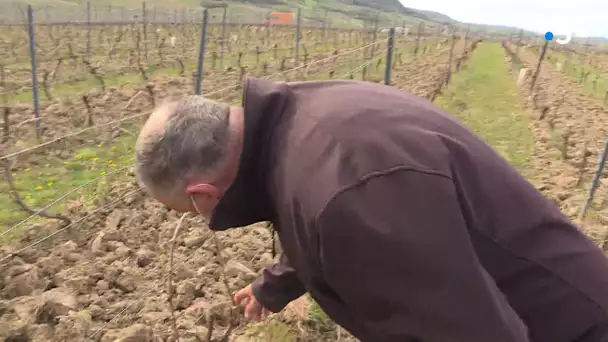 Froid et gel dans le Jura : des dégâts importants dans les vignes