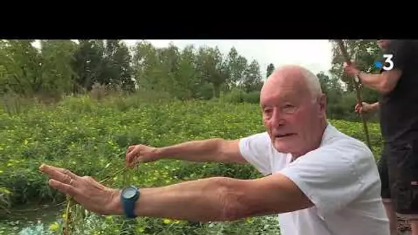 Bourges : une plante invasive s'invite dans les marais, la Jussie