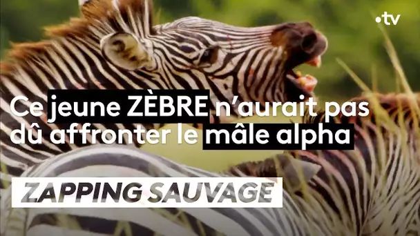 Les zèbres s'affrontent à coup de dents  - ZAPPING SAUVAGE