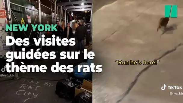 À New York, il existe désormais des visites guidées sur le thème des rats