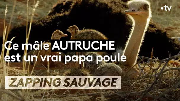 Ce mâle autruche est un vrai papa poule - ZAPPING SAUVAGE