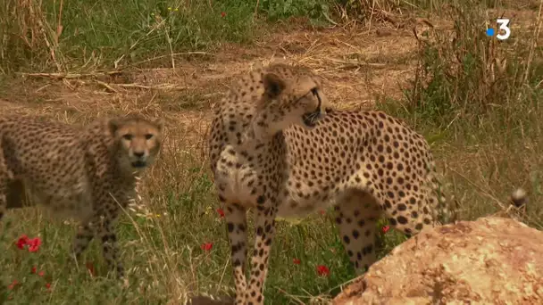 Maine-et-Loire : deux femelles guépards sont mortes au zoo de Doué-la-Fontaine en mai dernier