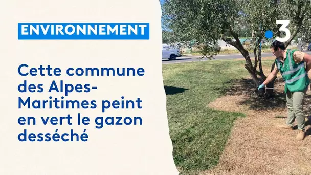 Cette commune des Alpes-Maritimes peint le gazon desséché par la canicule pour le rendre vert