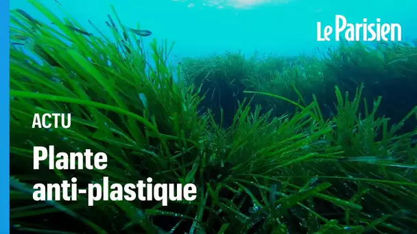 Cette plante marine étonnante nettoie le plastique de la mer et le rejette sur les côtes