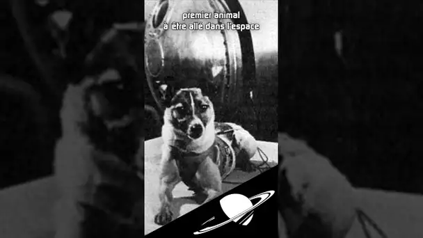 Laïka n'était pas le premier chien dans l'espace