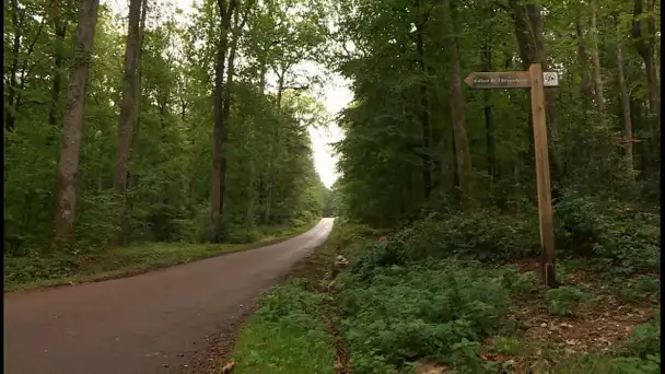 Forêt de Bercé polémique autour des arbres centenaires