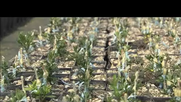 Leur nurserie à plantes tourne à plein régime