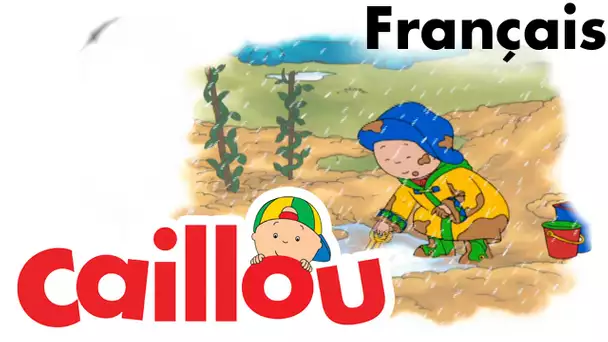 Caillou FRANÇAIS - L&#039;assiette préférée de Caillou (S03E08) | conte pour enfant | Caillou en Français