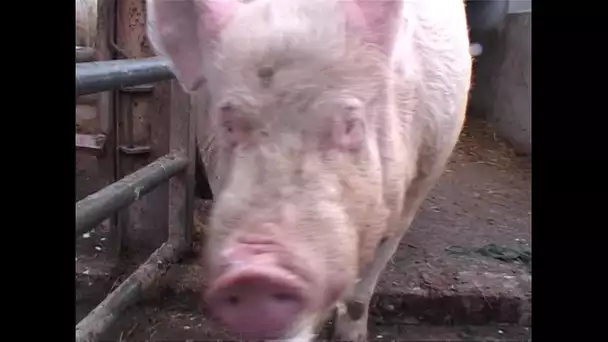 Farce 1er avril, le cochon XXL