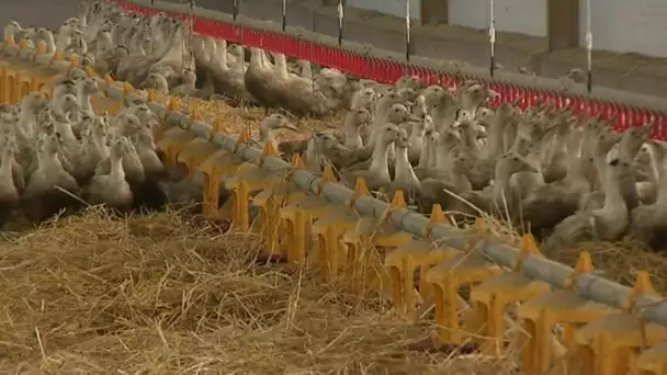 La grippe aviaire progresse en Dordogne, au grand désespoir des éleveurs
