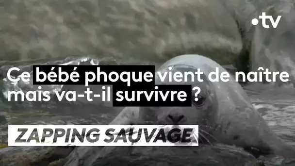 Ce bébé phoque va-t-il survivre ? - ZAPPING SAUVAGE