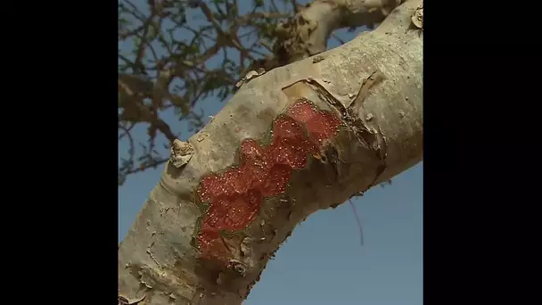 Ubar, un arbre à encens magiques