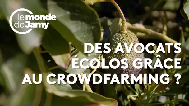 🥑 Des avocats écolos, c'est possible ?