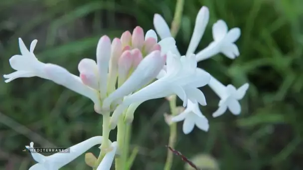 MEDITERRANEO – dans le sud de la France à la rencontre des producteurs de jasmin