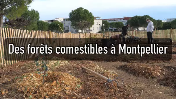 Des jardins forêts plantés en plein cœur de ville