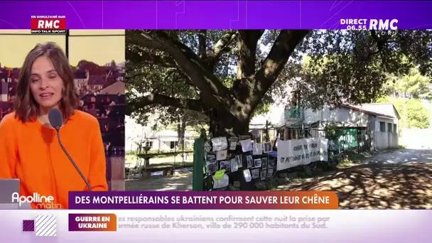 Près de Montpellier, des habitants se battent pour sauver un chêne exceptionnel.