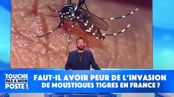 Faut-il avoir peur de l’invasion de moustiques tigres en France ?