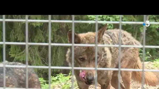 De nouveaux loups sont arrivés à Saint-Martin-Vésubie