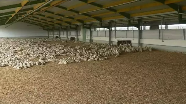 Grippe aviaire : les volailles aussi se confinent en Pays de la Loire
