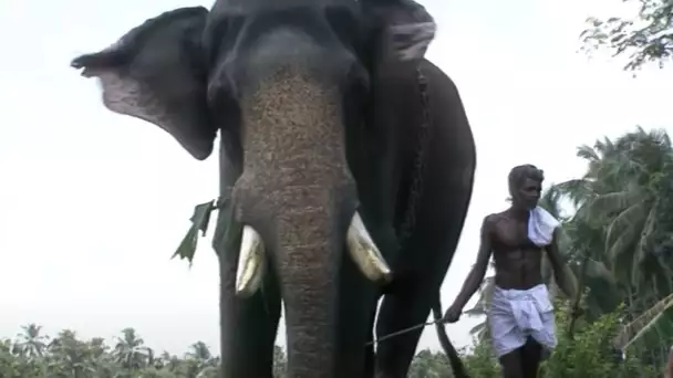 L'homme et l'éléphant | Inde du Sud