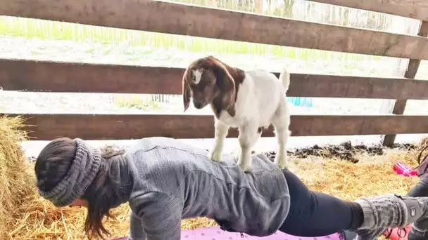 Faites du yoga… avec des chèvres !
