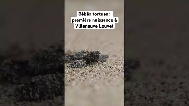 Bébés tortues des Alpes-Maritimes : une première naissance